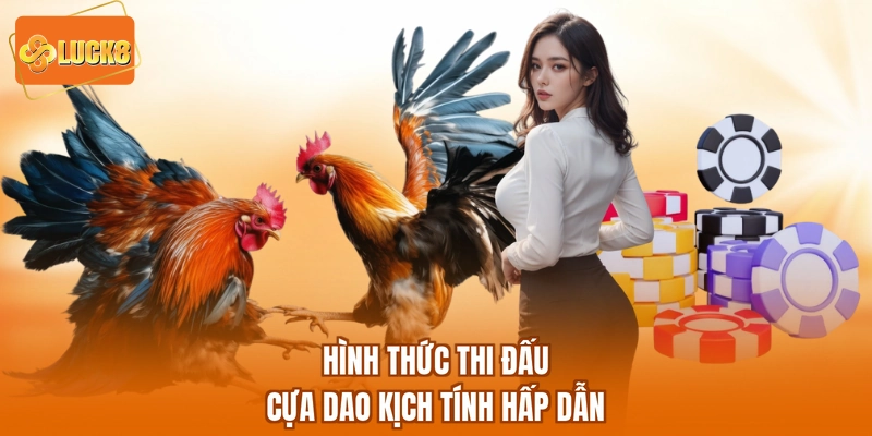 Hình thức thi đấu cựa dao kịch tính hấp dẫn