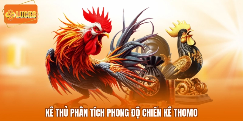 Kê thủ phân tích phong độ chiến kê Thomo