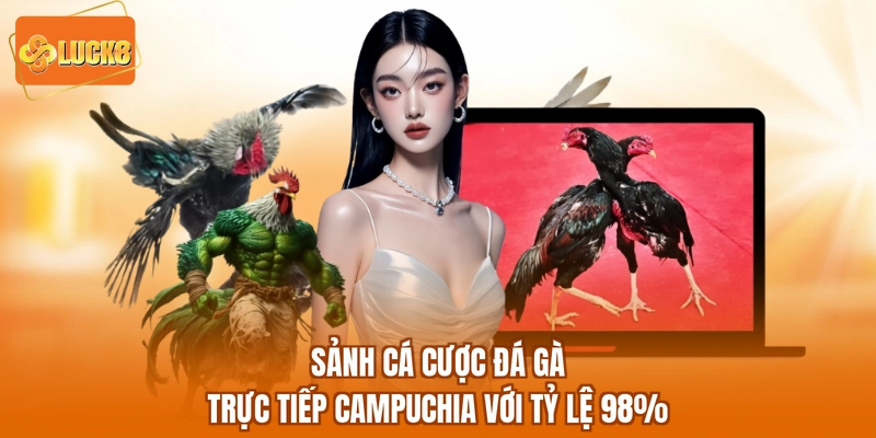 Sảnh Cá cược đá gà trực tiếp campuchia với tỷ lệ 98%